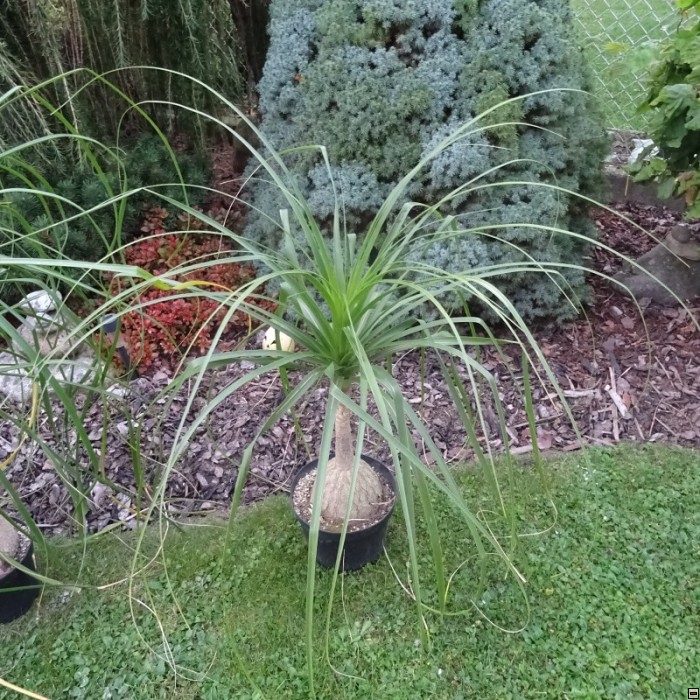 Nolina(Beaucarnea) stricta 500kč-průměr 13cm.jpg